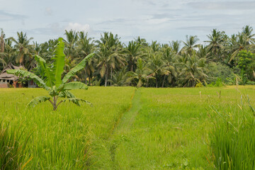 Rice fields in countryside, Ubud, Bali, Indonesia, green grass, cloudy sky