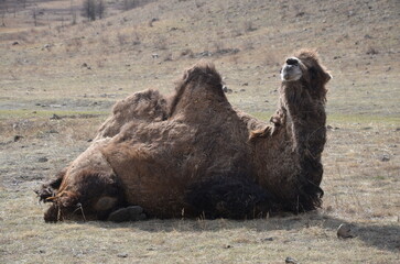 camel in the desert