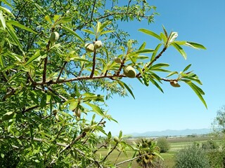 Branch of the almond tree (Prunus dulcis) with fruits. San Juan Bautista, San Benito County, California, USA