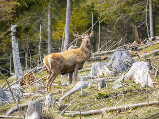 male dear in wild life, nature photo