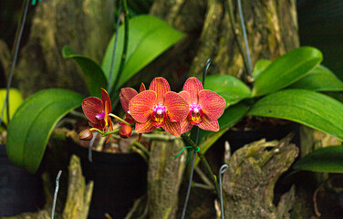 ORQUIDEAS POSANDO © Viviana