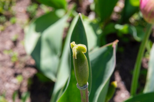 close-up: reproductive organs of a tulip, pistil without stamens