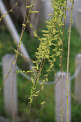 枝垂れ柳の花