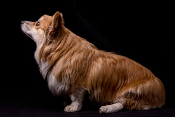 Welsh Corgi Pembroke Portrait. Adorable Fluffy Corgi against a black background.