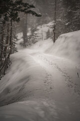 Snowy trail in the forest with a compacted path