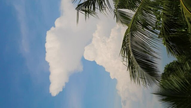 Cloud in a blue sky - Coconut tree leaves moving in the breez
