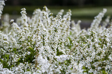 満開のユキヤナギ