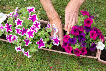 gardener transplants seedlings of petunias in a hanging pot to the window