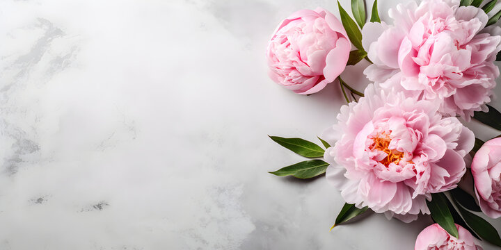 Peony flowers on light concrete background, spring flat lay banner. Valentine's, womens, mothers day, birthday or wedding concept. Top view. Copy space. Generated AI.