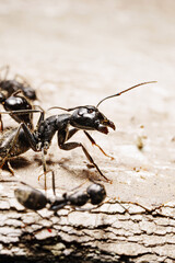 close-up. A black woodworm ant on the surface of a tree.