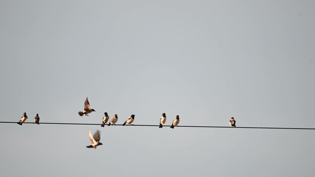 Rosy starling pastor roseus. A group of birds in the wild are sitting on wires.