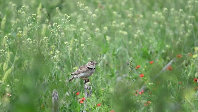 Calandra Lark Melanocorypha calandra bird in the wild. A bird is sitting on a dry stick in a field in the steppe. Bird flies away.