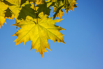 Closeup of Yellow Autumn Maple leave on tree branch against blue sky with copy space.
