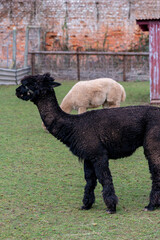 Fototapeta premium Close up of a black alpaca (lama pacos)
