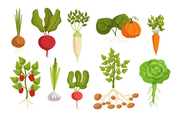 Set of Vegetables Onion, Beetroot, Daikon And Pumpkin. Carrot, Bell Pepper, Garlic, Radish, Potato And Cabbage