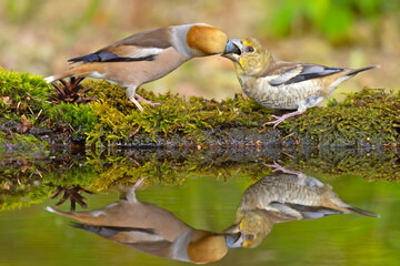 Grubodziób, pestkojad, grabołusk (Coccothraustes coccothraustes) © Grzegorz