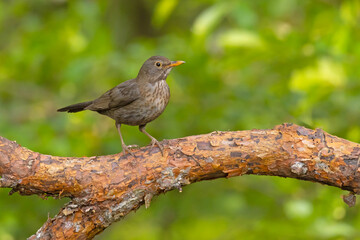 Kos (Turdus merula) © Grzegorz