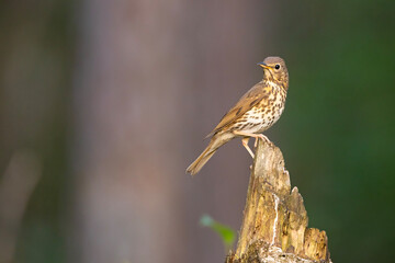 Śpiewak (Turdus philomelos) © Grzegorz