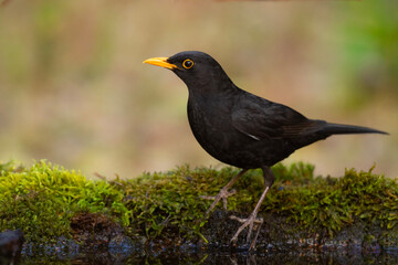 Kos (Turdus merula) © Grzegorz