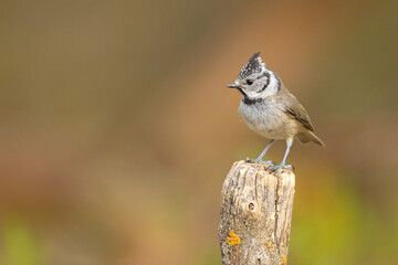 Czubata (Lophophanes cristatus) © Grzegorz