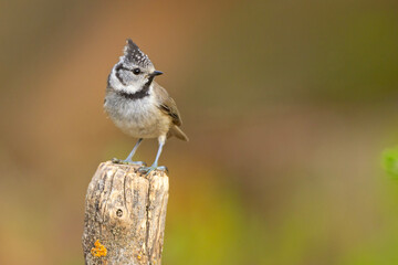 Czubata (Lophophanes cristatus) © Grzegorz