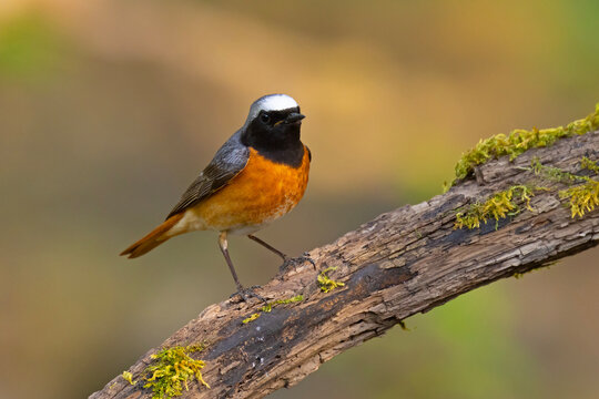 Pleszka (Phoenicurus phoenicurus)