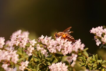Pszczoła miodna na kwitnącym tymianku. Zapylacz na kwiatku. Pożyteczny polski owad zapyla kwiaty