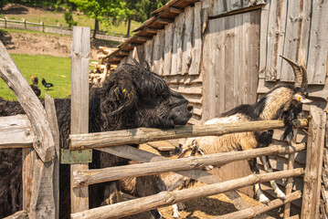 A horned goat with a beard and a black Scottish bull behind a fence.