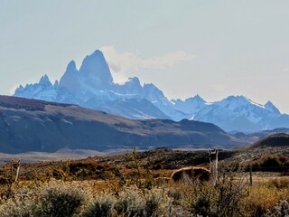 Guanaco in Patagonia