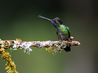 Talamanca Hummingbird sitting on mossy stick on green background
