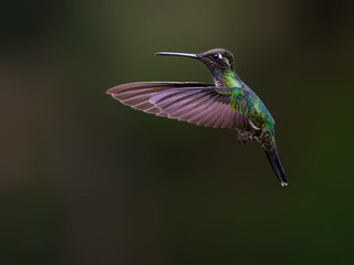 Talamanca Hummingbird in flight feeding on purple flower against green background