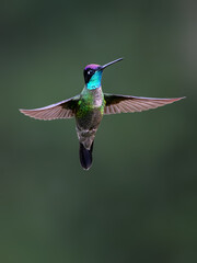 Talamanca Hummingbird in flight on green background