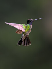 Talamanca Hummingbird in flight on green background