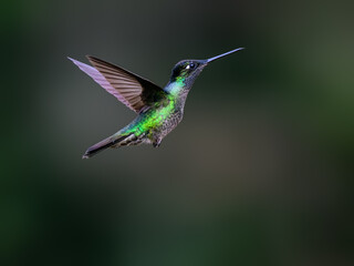 Female Talamanca Hummingbird in flight on green background