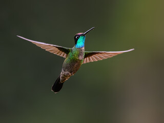 Fototapeta na wymiar Male Talamanca Hummingbird in flight on green background