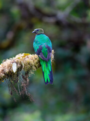 Female Resplendent Quetzal on mossy stick against green background