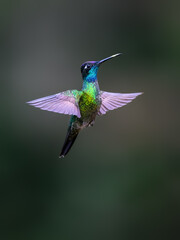 Talamanca Hummingbird in flight on green background