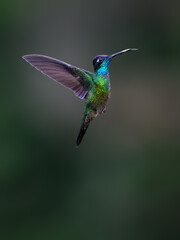 Fototapeta premium Talamanca Hummingbird in flight on green background