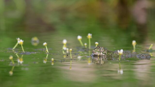Beautiful european green toad Bufotes viridis.