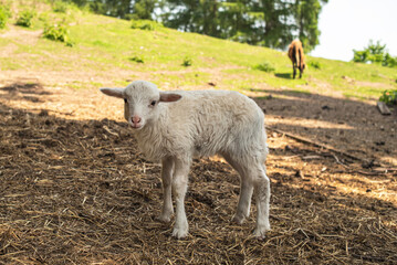 A cute white kid stands on a farm in a pasture. A kid grazing in a meadow