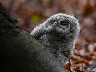 Little tawny owl