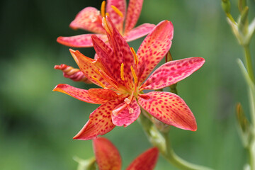 Blackberry Lily (Iris domestica) in Full Bloom – Vibrant Orange and Red Speckled Petals