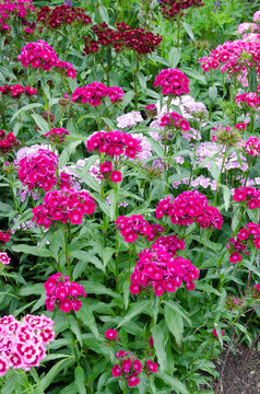 Dianthus barbatus