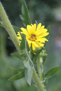 Compass Plant, Silphium laciniatum, Yellow Flower, Botanical Photography