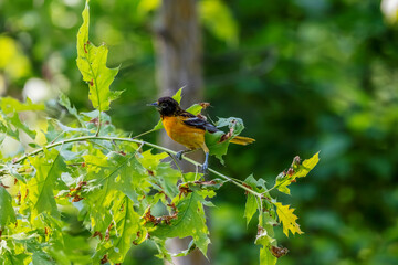 The Baltimore oriole (Icterus galbula)  on a tree.