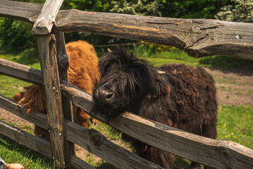 Two young Scottish cows. The calves of Scottish cows are red and black.