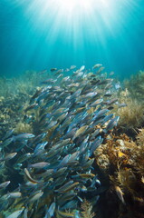 School of fish with sunlight underwater on a coral reef (striped parrotfish, Scarus iseri),...