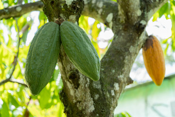 closeup green cocoa pod on tree