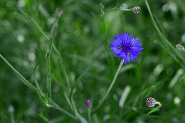 close up of blue cornflower flower in summer field