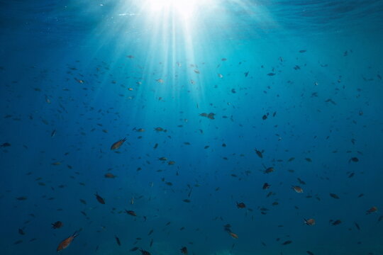 Shoal of fish with sunlight underwater in the Mediterranean sea (Chromis chromis damselfish), France